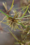 Yellow flatsedge